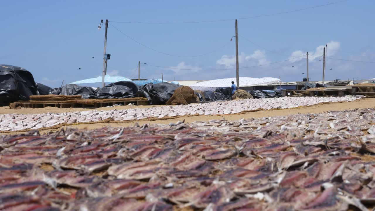 muchos peces que se secan al sol junto a la playa en el mercado local de pescado en negombo, sri lanka