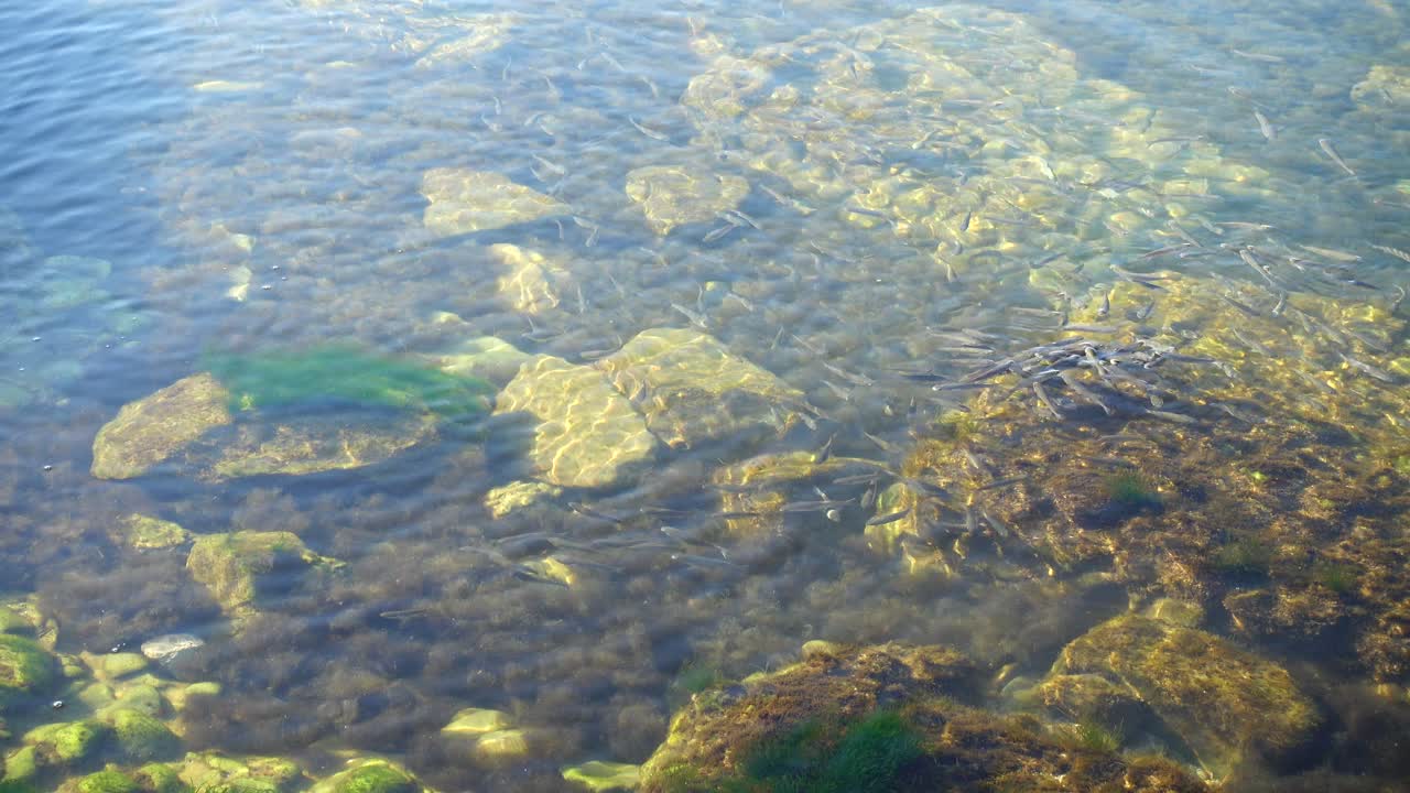 Banco di pesci nel mare. Pesci sott'acqua.