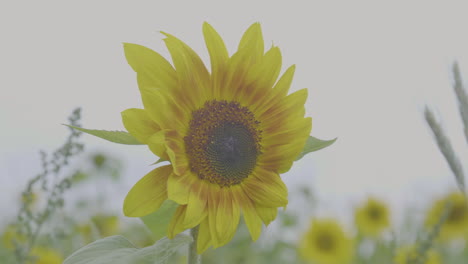 Primer-Plano-De-Un-Solo-Girasol-Con-Un-Campo-Grande-En-El-Fondo