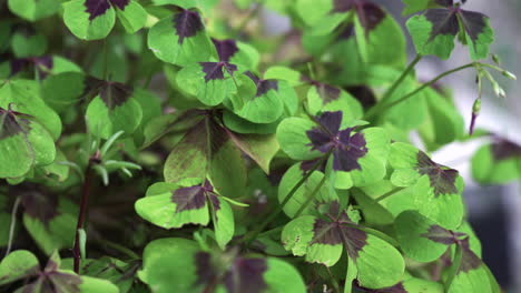 close up of a group of four-leaf clovers