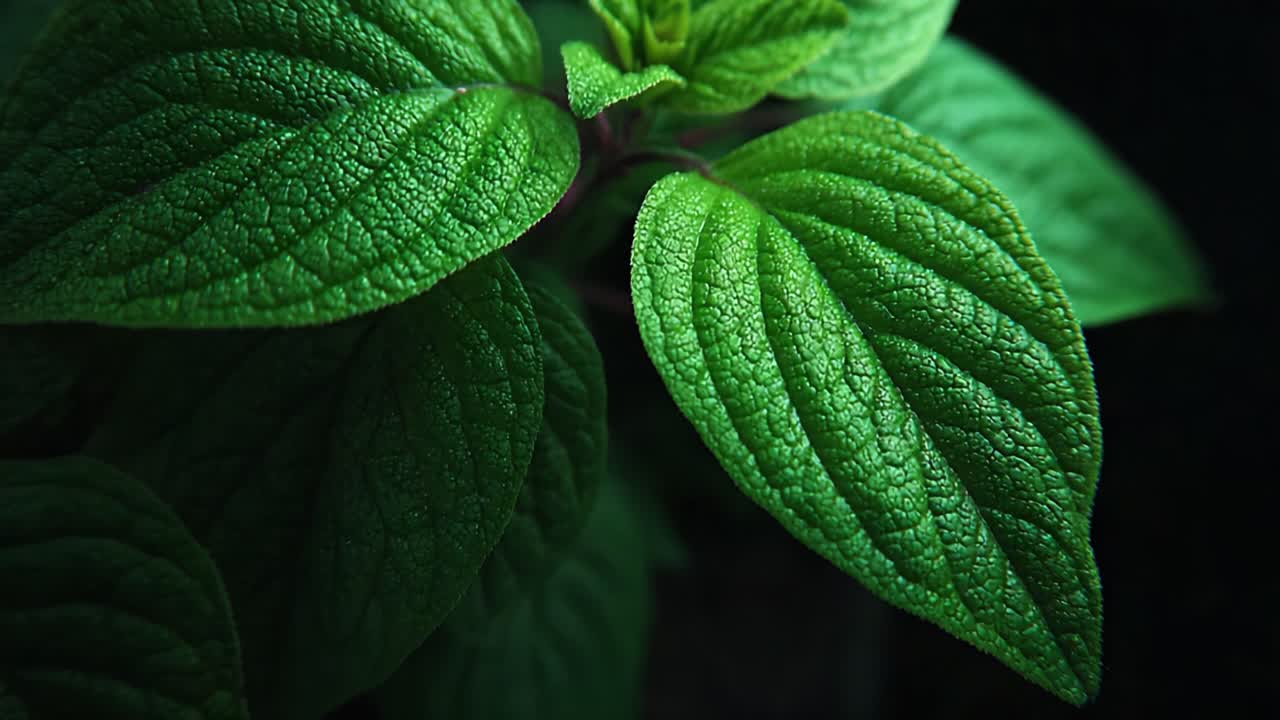 Exploring the Rich Texture and Vibrant Color of Lush Green Leaves in Close-Up - A Deep Dive into Nature's Intricate Details