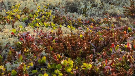 Arctic-Tundra-lichen-moss-close-up.-Found-primarily-in-areas-of-Arctic-Tundra,-alpine-tundra,-it-is-extremely-cold-hardy.-Cladonia-rangiferina,-also-known-as-reindeer-cup-lichen.