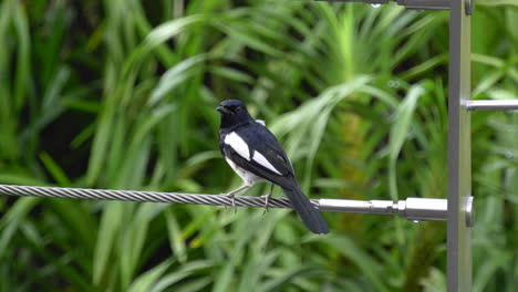 slow motion of a oriental magpie-robin at the singapore botanic gardens flying of a perch