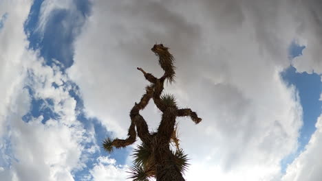 silueta de un árbol de joshua con nubes dramáticas formándose y disipándose en el fondo en este lapso de tiempo de otro mundo