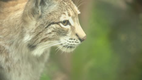 lynx looking arround in nature with green trees in the background in slow motion close up shot on a sunny day