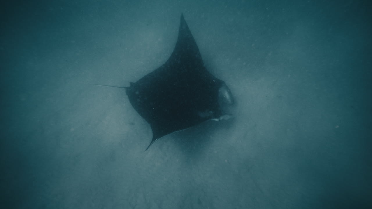 Full body view of manta ray gliding leaving shadow on sand below underwater