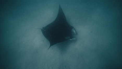 full body view of manta ray gliding leaving shadow on sand below underwater