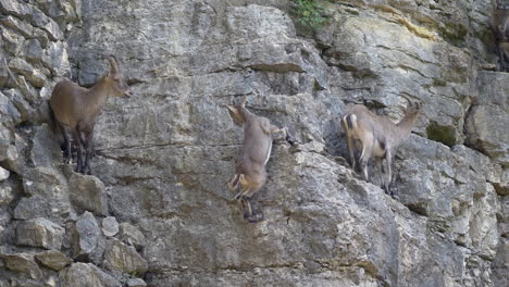 Group-of-alpine-ibex-climbing-on-rocky-mountain-and-falling-down-in-slow-motion