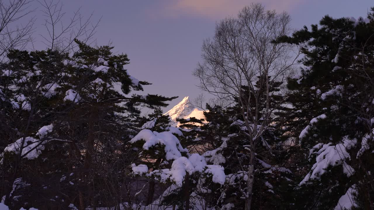 어두운 나무 사이에서 밝게 빛나는 산봉우리의 멋진 전망