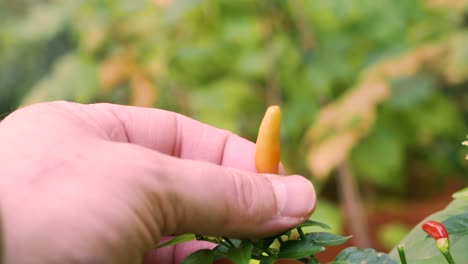 close up of hands picking ripe chilli fruits from a plant, sunny day outside