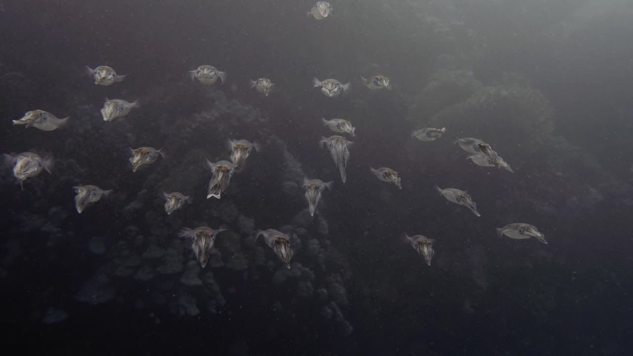 4k의 배경에서 바위 벽과 함께 수영하는 오징어 그룹