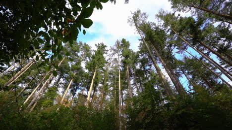 Hermosos-Pinos-Altos-Del-Parque-Forestal-Ravensdale-En-Irlanda--inclínate-Hacia-Arriba