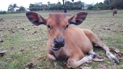 Vaca-Linda-De-Ternera-Acostada,-Masticando-Y-Mirando-Pacíficamente-A-La-Cámara,-Ganado-Marrón-En-Bali,-Indonesia,-Campo-Verde