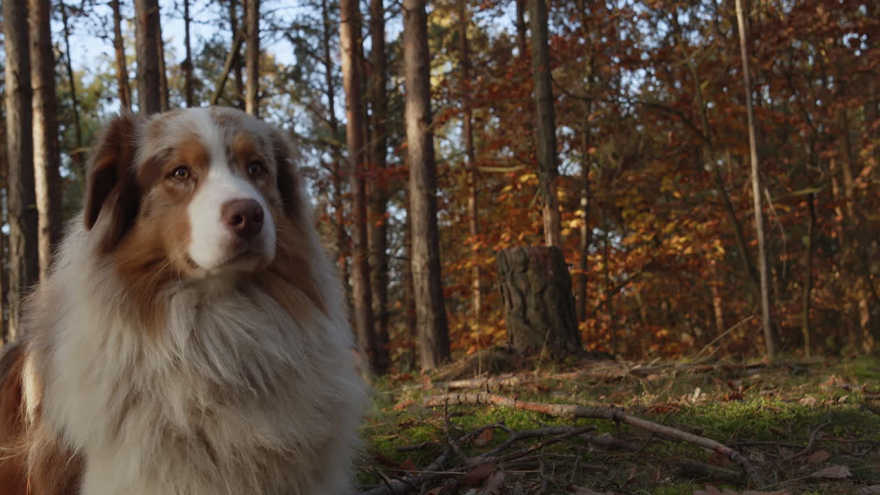 perro pastor australiano acostado y descansando en el bosque, retrato de tiro medio, día de otoño