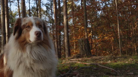 australian shepherd dog lying and resting in forest, middle shot portrait, autumn day