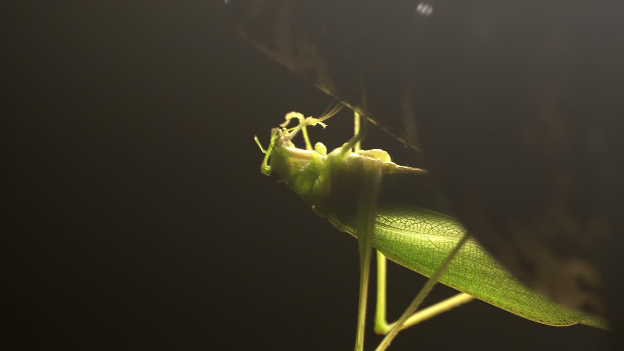 Close-up katydid pausing on porch light, using its mouth to clean its antenna