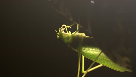 close-up katydid pausing on porch light, using its mouth to clean its antenna