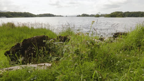 swaying green grass revealed calm lake near ross castle in killarney national park, county kerry, ireland