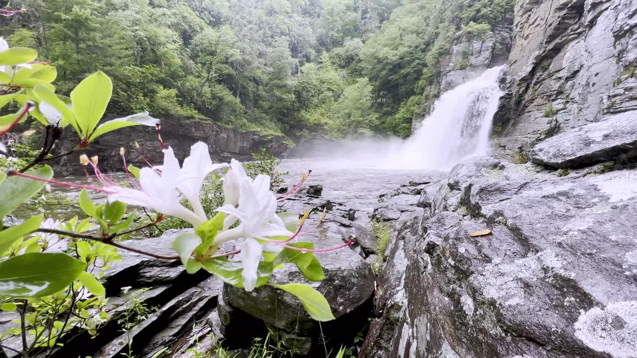 catarata de linville con azalea en primer plano