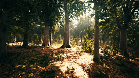 misty beech forest on the mountain slope in a nature reserve