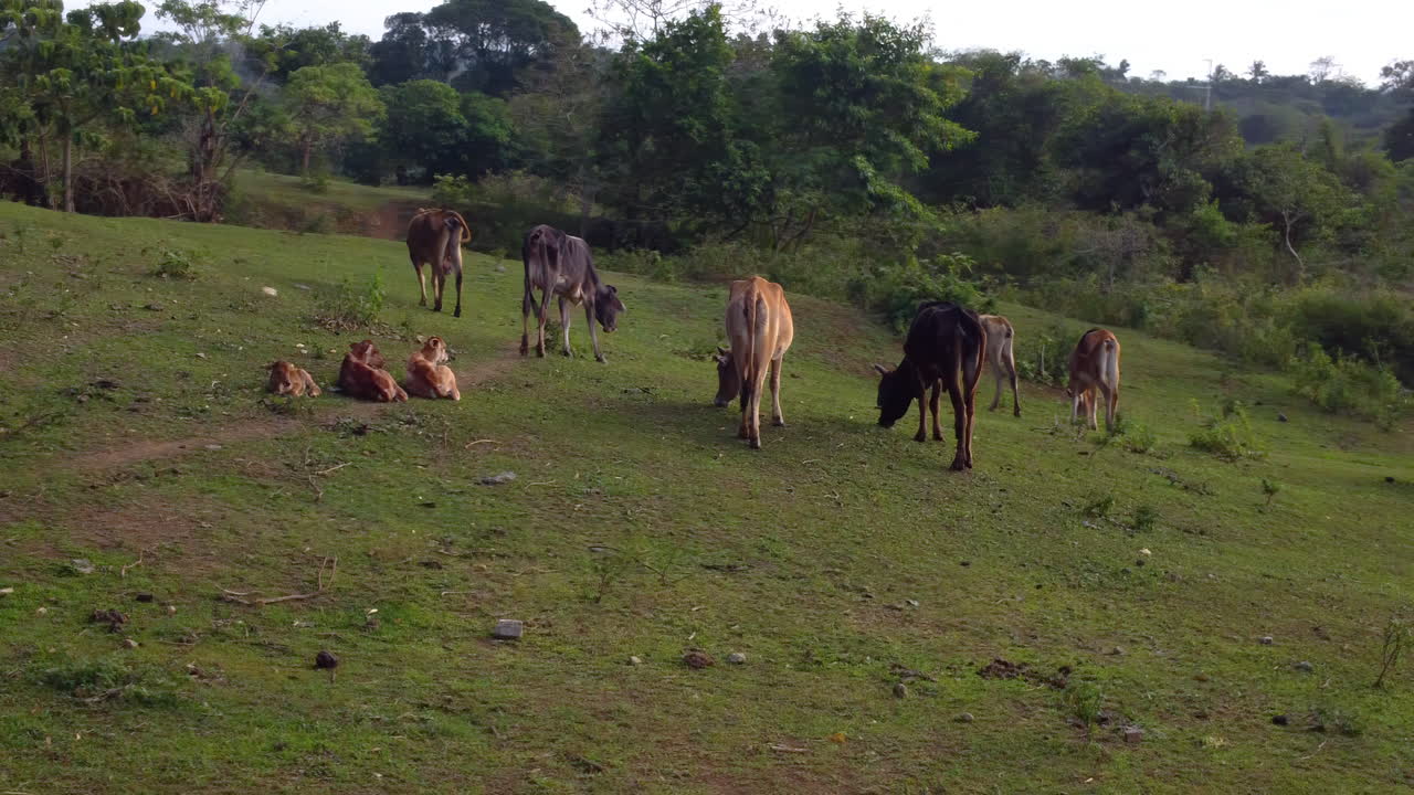 tiro de órbita de toros y vacas pastando en la hierba en un campo en filipinas mientras los terneros descansan en el suelo