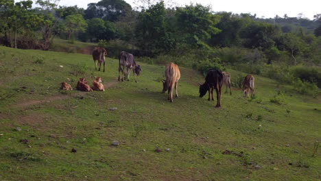 tiro de órbita de toros y vacas pastando en la hierba en un campo en filipinas mientras los terneros descansan en el suelo