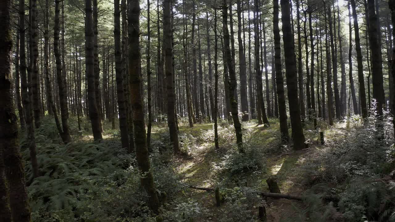bosques de monte cangshan en china, vuelo aéreo a través de los árboles, alejamiento