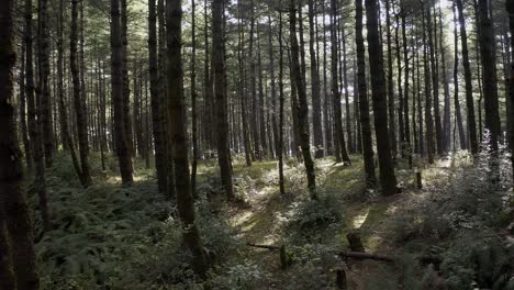 mount cangshan forests in china, aerial flight through trees, pull-away