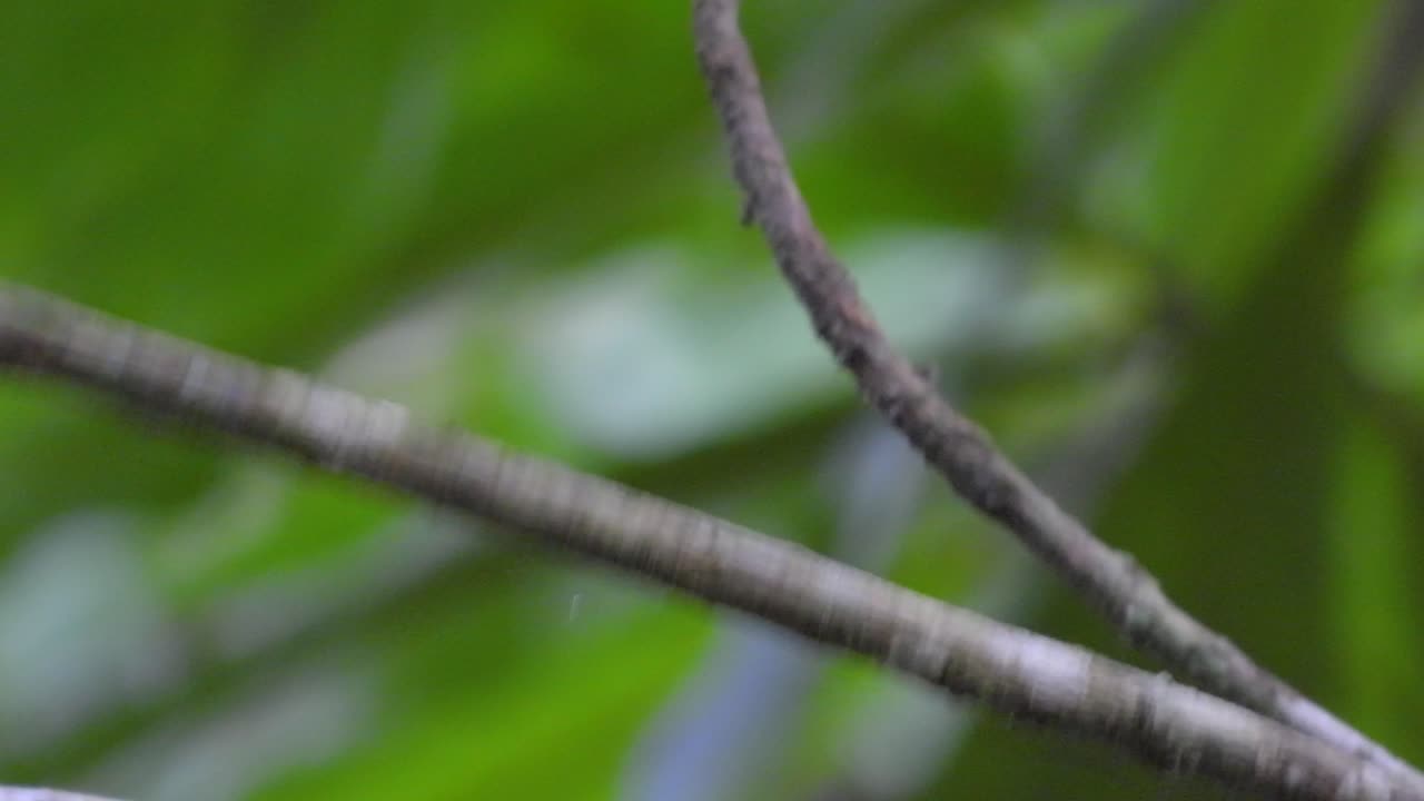 Eastern Phoebe bird standing on a branch surrounded by lush greenery in the woods.