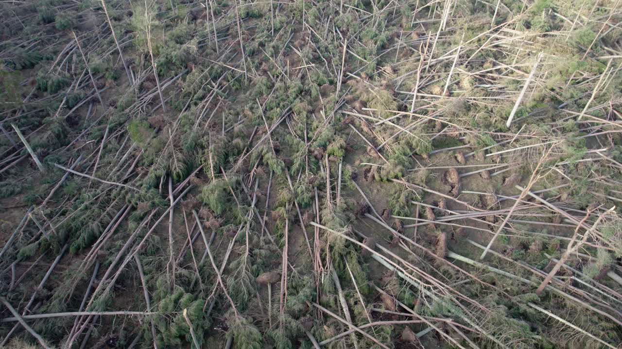 imágenes cinematográficas de drones aéreos que se inclinan hacia arriba para revelar un bosque devastado de pinos coníferos que han terminado en una plantación forestal durante una tormenta extrema en escocia