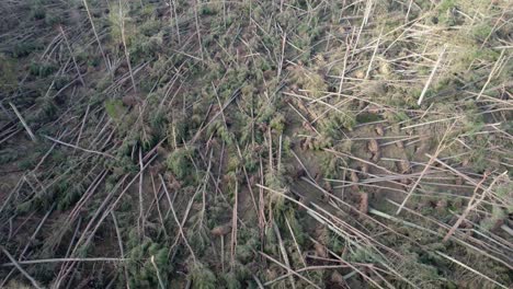 cinematic aerial drone footage tilting up to reveal a devastated forest of coniferous pine trees that have all been over in a forestry plantation during an extreme storm event in scotland