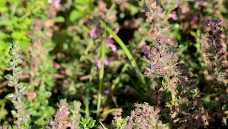 primer plano de las plantas de gamander en flor en agosto