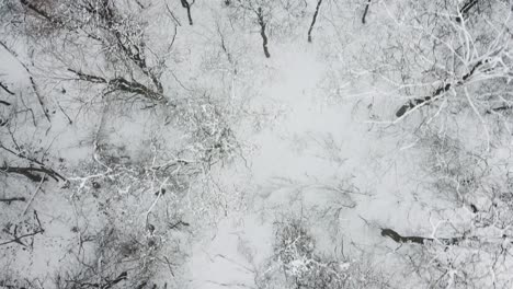 Bird's-eye-track-over-snow-covered-trees-in-the-Beachwood-Woods