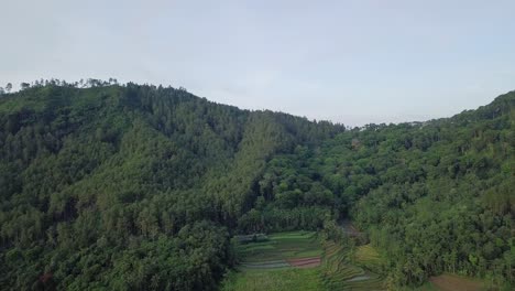 aerial approaching shot of forest landscape with plantation field on mountain in indonesia