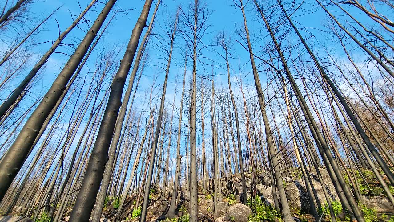 bosque con troncos largos y delgados de árboles caducifolios hacia el cielo