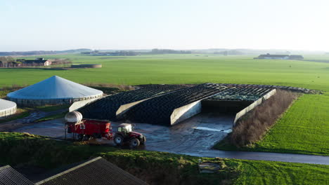 bird's eyes view from flying drone of the big farm with cows in the middle of fields