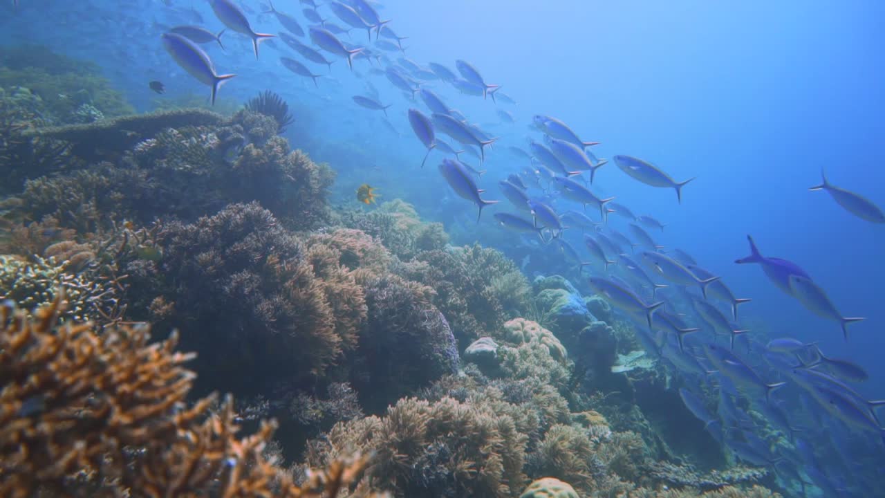cámara deslizándose lentamente sobre un hermoso arrecife de coral con indonesia con muchos peces azules nadando