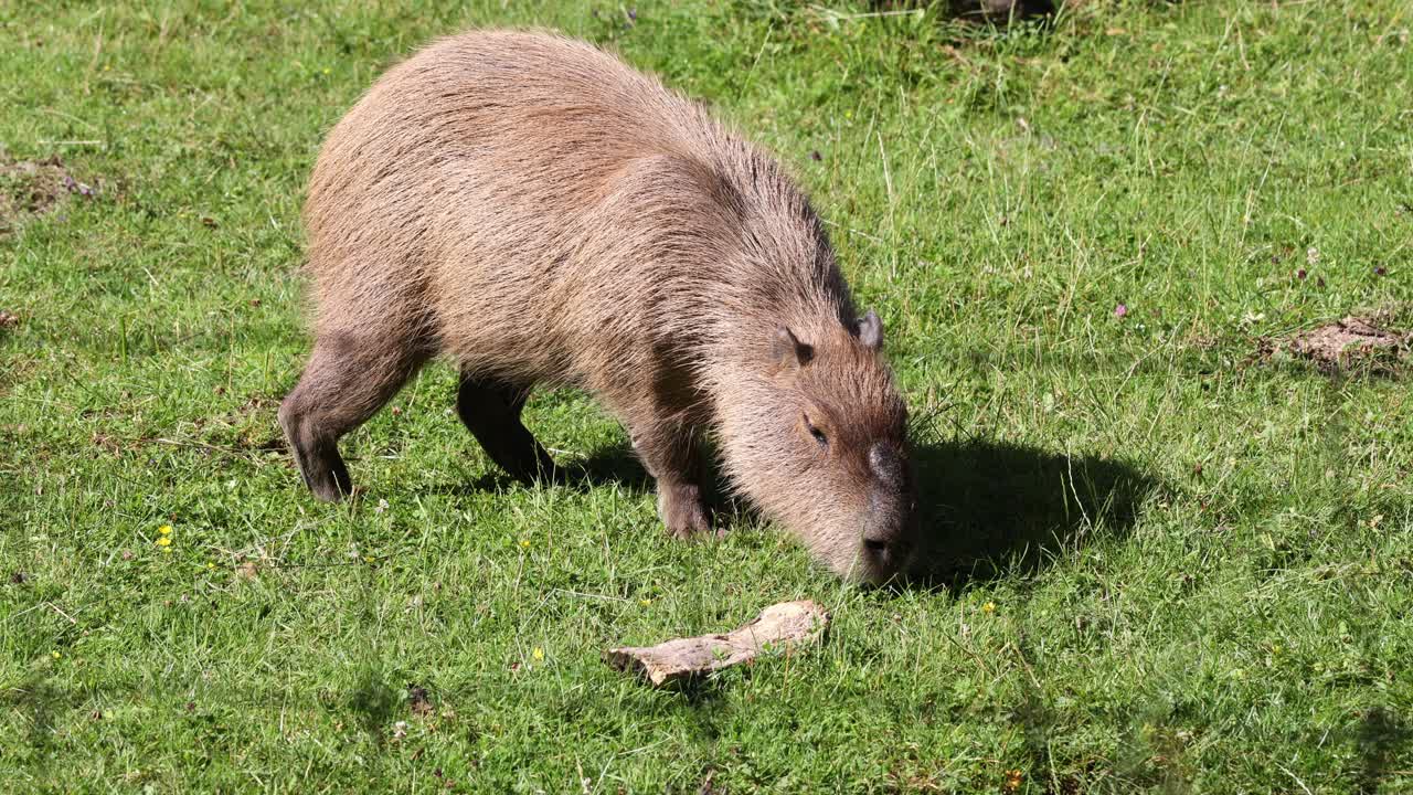un capibara comiendo hierba juntos
