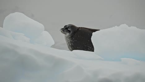 weddel seal on ice berg in antarctica turns around and looks right at camera, for potential predators