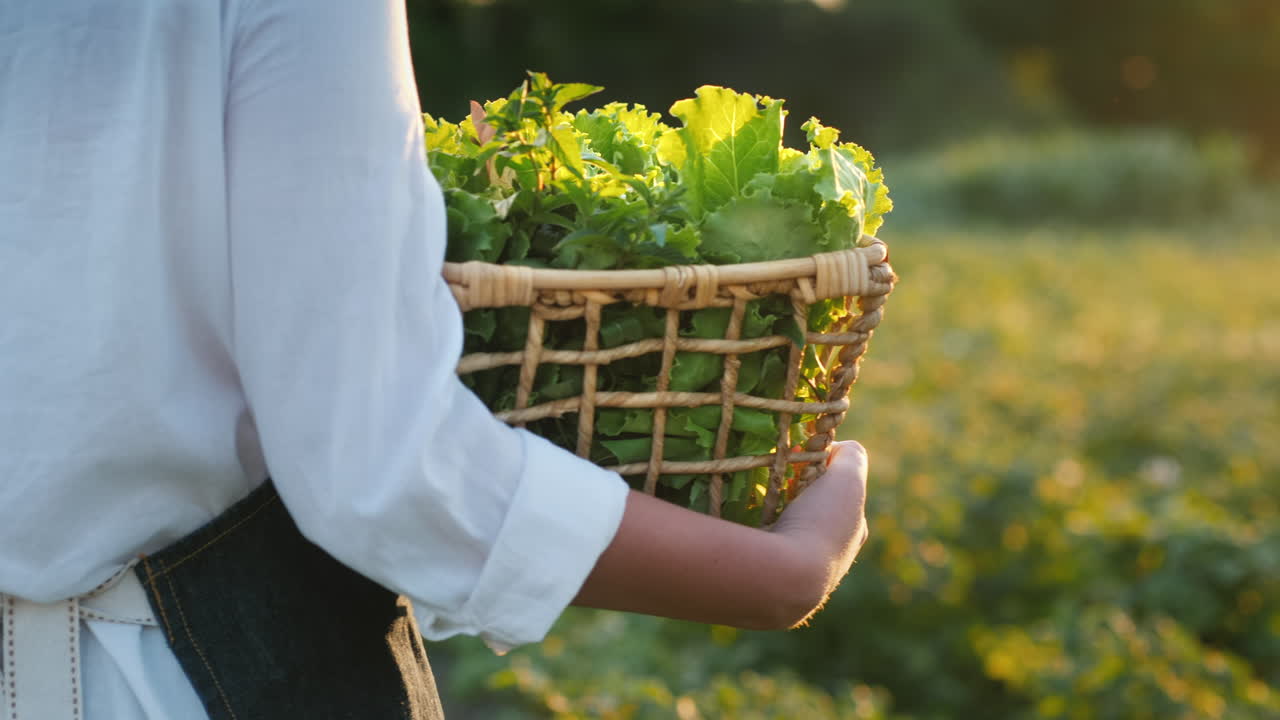 농부는 들판에 허브와 샐러드 바구니를 가지고 다닌다