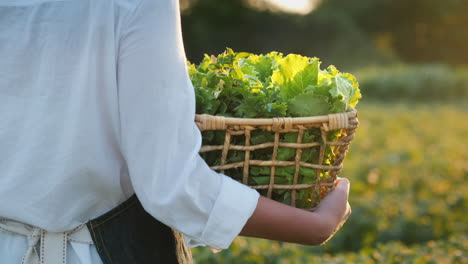 farmer carries a basket of herbs and salad in a field