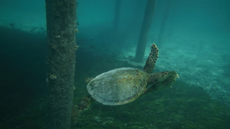 turtle underwater beneath a pier in the tropical maldives