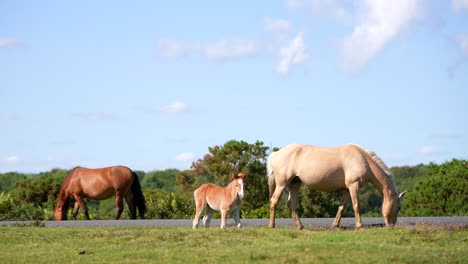 Caballo,-Yegua-Y-Potro-Al-Costado-De-La-Carretera,-En-El-Nuevo-Bosque,-Hampshire,-Reino-Unido,-4k