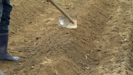 cultivating soil and preparing plant bed for planting vegetables in the backyard