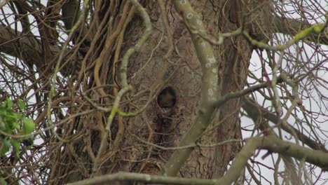 ardilla gris que saca la cabeza del agujero en el árbol y luego estira el brazo