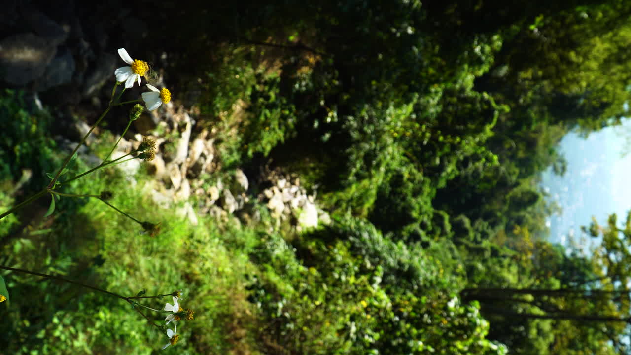 베트남 남부 열대 자연 경관에 있는 푸억 빈 정글 우림의 세로 보기