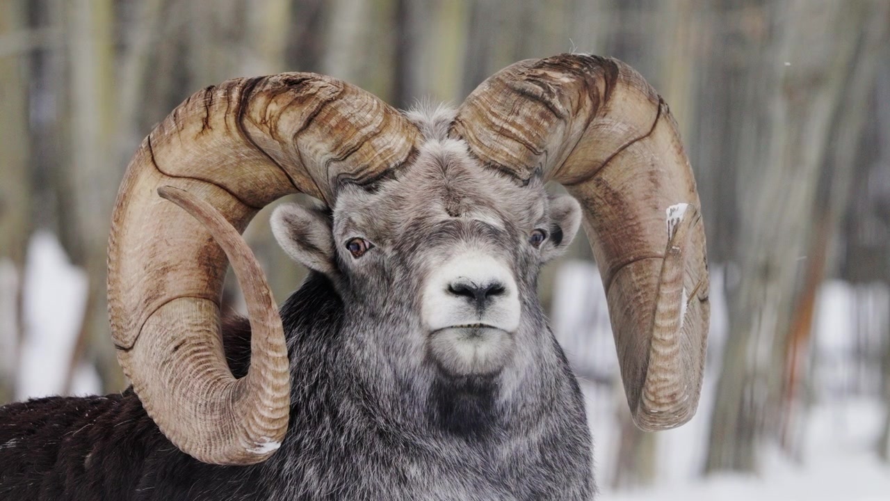 Kanada, Yukon'daki Whitehorse yakınlarında kıvrık boynuzlu erkek taş koyunun başı. Yakın çekim, ağır çekim.
