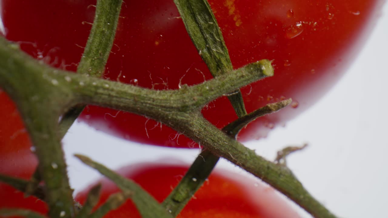 Macro video of Tomatoes from above spinning