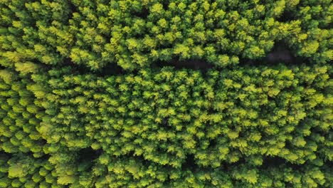 many rows of pine trees, overhead aerial