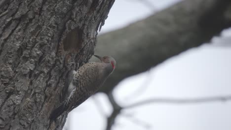 retrato de un parpadeo del norte encaramado, hermoso pájaro carpintero en ontario
